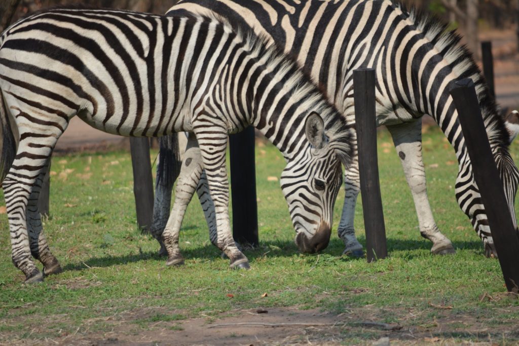 We saw giraffes at the game reserve